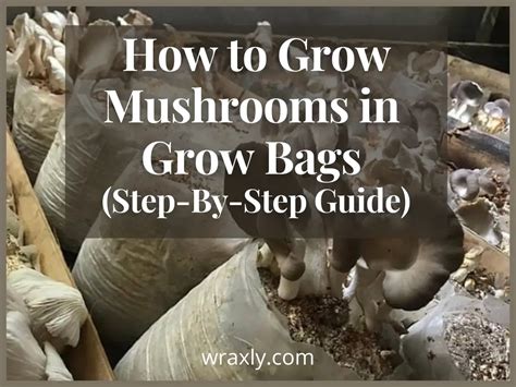 The Power of the Mushroom Bag: How It Can Revolutionize Your Mushroom Growing Experience